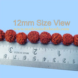 12mm Size 100% Original Nepal  108+1 Beads Panch Mukhi Rudraksha Japa Mala, without knotted