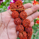 20mm Size 100% Original Nepal  108+1 Beads Panch Mukhi Rudraksha Japa Mala, without knotted