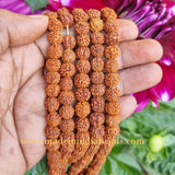 10mm Size 100% Original Indonesia, 108+1 Beads Panch Mukhi Rudraksha Japa Mala, without knotted